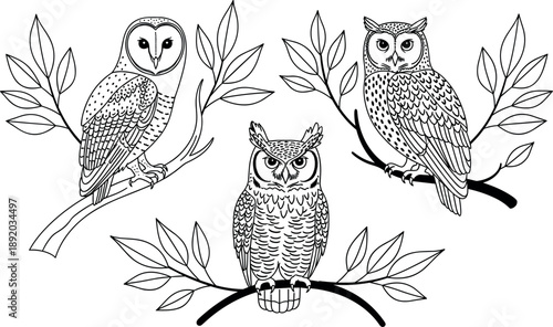 Vintage hand drawn owl vector set featuring barn owl and horned owl perched on leafy branches for nature illustration or nocturnal wildlife logo design