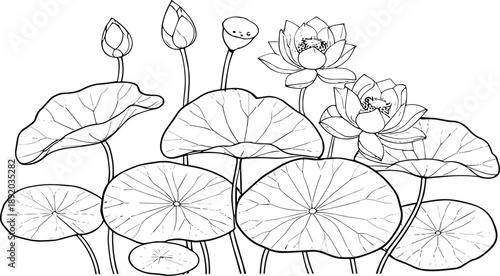 Lotus pond line art vector illustration with blooming water lily flowers leaves and buds in hand drawn style