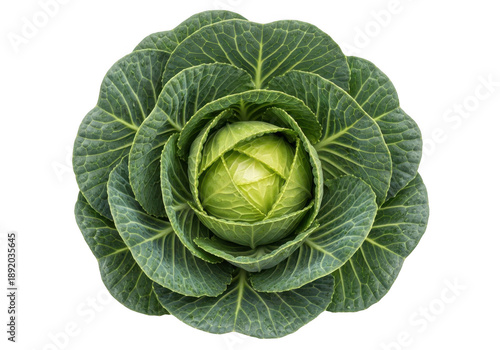 Fresh green cabbage