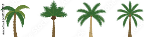 Palm tree vector illustration set with tropical coconut and fan palms isolated on white background nature design