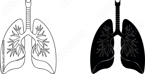 Set of human lungs anatomical vector illustrations featuring a detailed line art version and a solid black silhouette for medical education health and respiratory system design