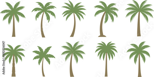 Palm tree vector illustration set with tropical coconut palms in different shapes isolated on white background