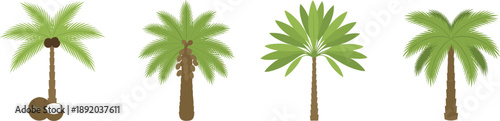 Tropical palm tree vector illustration set with coconut and fan palms isolated on white background nature