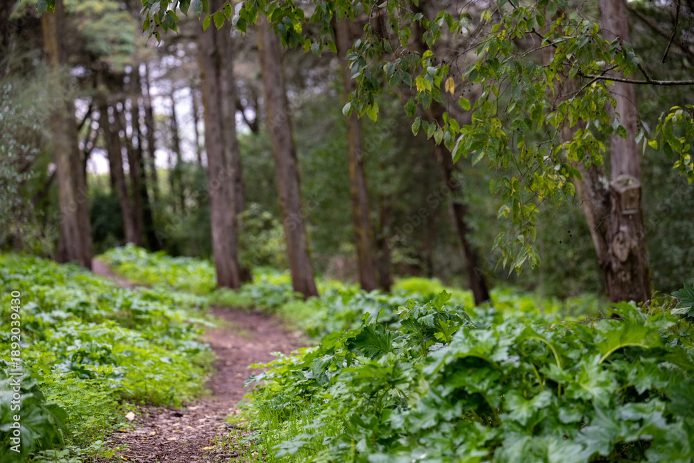 Obraz premium Narrow footpath through green woodland