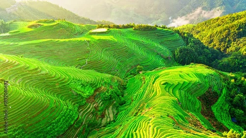 Wallpaper Mural Aerial shot of spectacular green rice terrace fields natural landscape at sunrise in Guilin, China. Famous Longji Terraced Fields scenery in summer. Torontodigital.ca