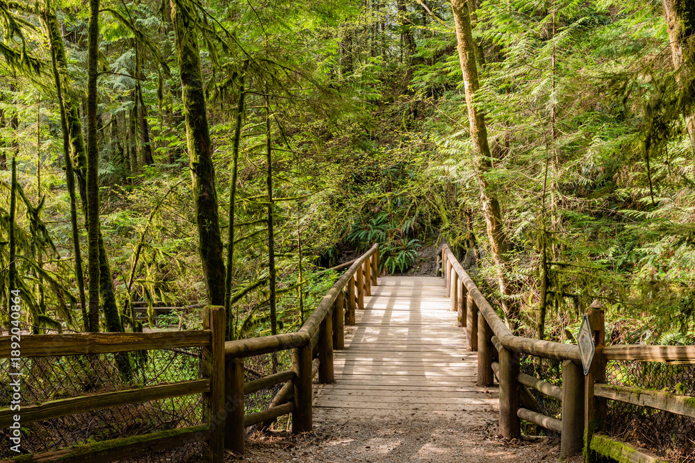 Fototapeta premium A hiking trail winds through a forest of giant trees in a forest park Capilano River Regional Park North Vancouver Canada