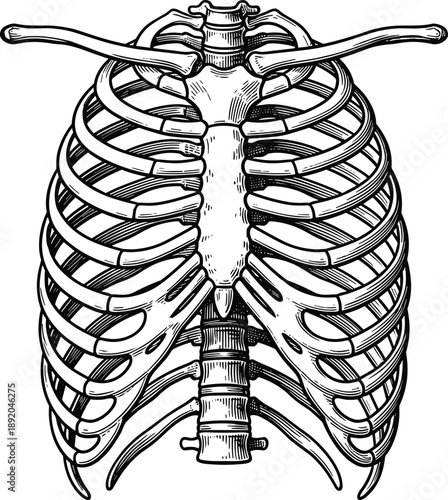 Human rib cage anatomy illustration, detailed skeletal chest structure, vintage medical engraving style, black and white anatomical bones artwork