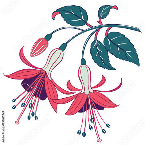 Diascia Flower Pair with Twin Spurs and Veined Leaves Illustration