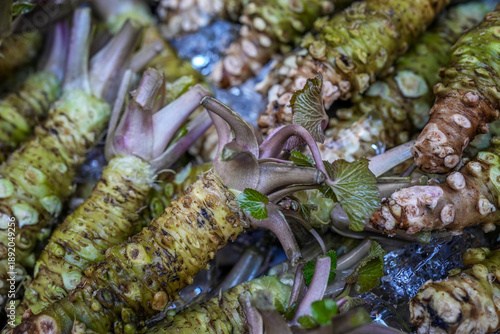 Fresh wasabi root at a popular Asian fish market. A traditional ingredient in Japanese cuisine. Close-up.