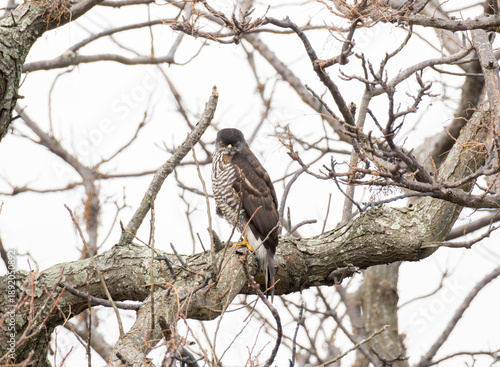 Crested Goshawk