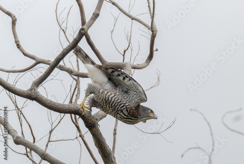 Crested Goshawk