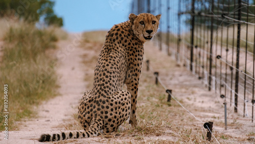 Majestic cheetah resting in Kruger National Park, South Africa during golden hour
