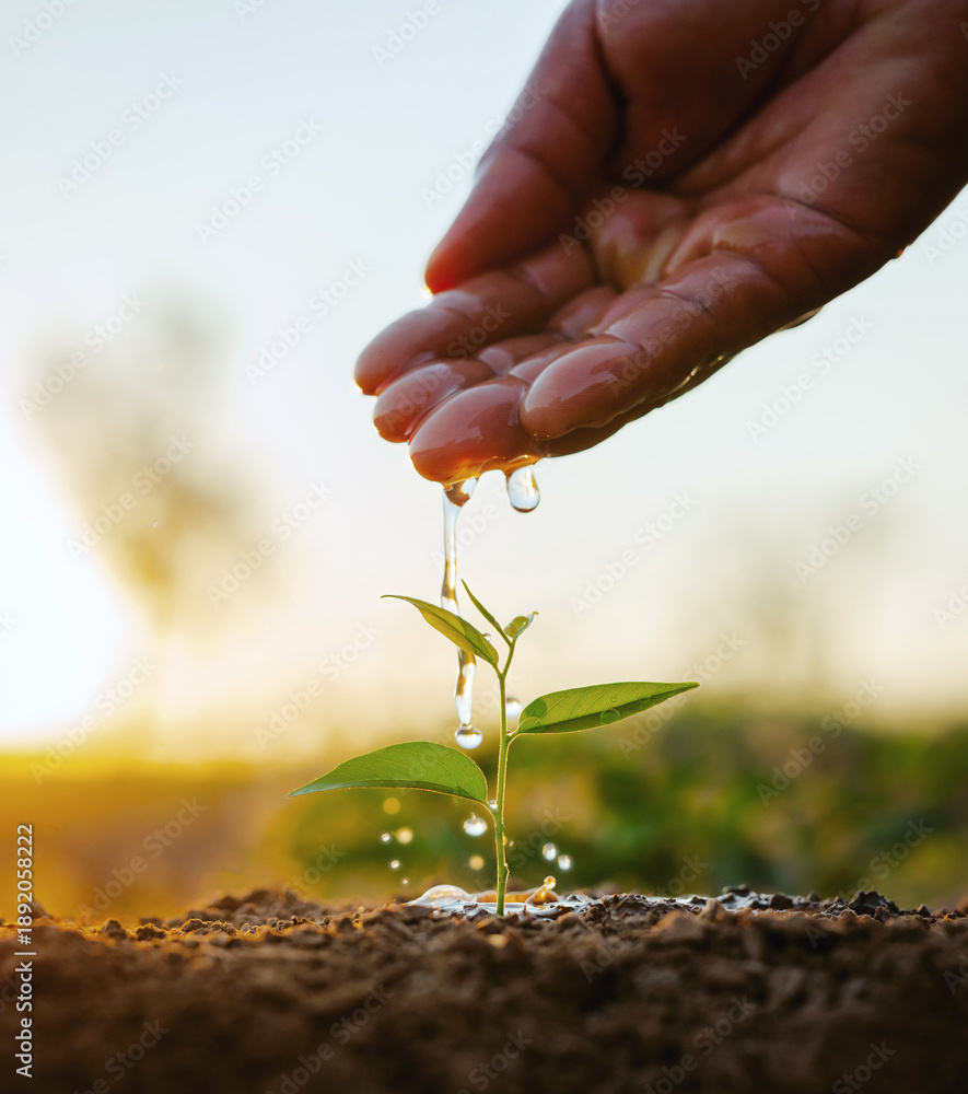 Obraz premium hand is pouring water on a small plant