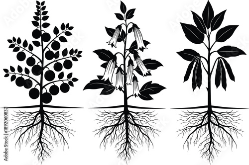 Plant root silhouette, fruiting stem, flowering plant, leafy growth, soil anatomy, botanical structure, underground system, flavector