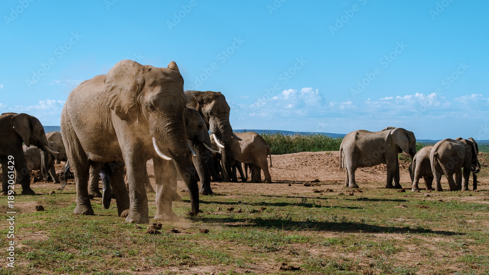 Fototapeta premium Majestic elephants roam freely at Addo Elephant National Park in South Africa