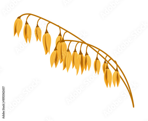 Cartoon oat spikelet with hanging oat ears and curved stem. Vector cereal plant, grain crop for oatmeal and healthy food. Agricultural oat ear, isolated natural farming product for breakfast or bread