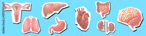 Set of human organs halftone Dotted Collage Element Pointillize in Paper Torn vector for anatomy. Retro pop art body parts ideal for medical education.