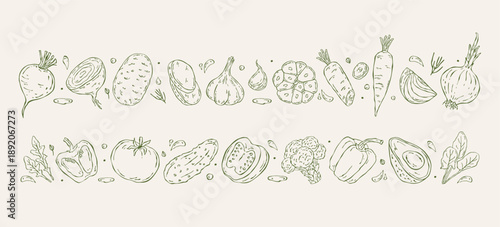 Set of hand drawn vector borders with root vegetables and garden vegetables. Decorative line illustrations for menus, packaging, invitations, and natural, organic, and plant-based food design projects