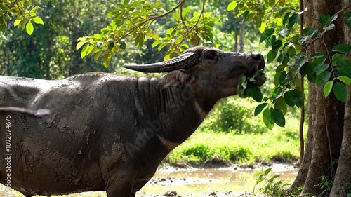 Wallpaper Mural Mud-caked water buffalo grazes on green leaves in a lush forest Torontodigital.ca