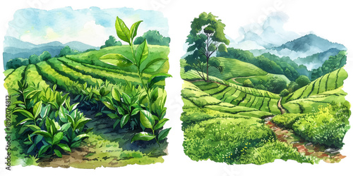 tea fields watercolor vector illustration