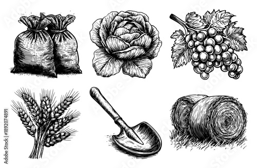 Agriculture and harvest vintage sketch collection showing wheat grapes cabbage and farm tools in engraving style