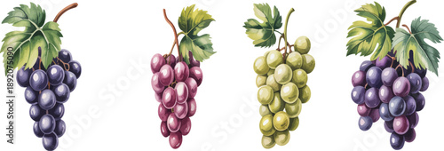 Four bunches of grapes with leaves in purple green and yellow colors purple grapes