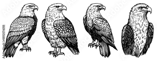 Hand drawn vintage eagle illustrations showing majestic birds in engraving style