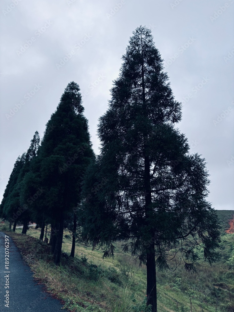 Fototapeta premium road in the woods