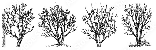Hand drawn leafless winter tree collection with bare branches in engraving style