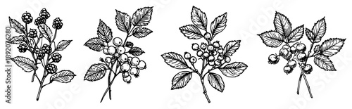 Hand drawn wild berry branches and leaves collection in vintage engraving style