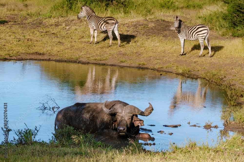 Obraz premium Majestic wildlife encounter in Kruger National Park, South Africa with buffalo and zebras