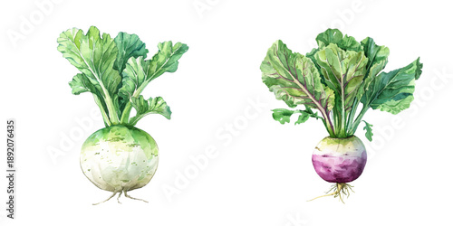turnip watercolor vector illustration
