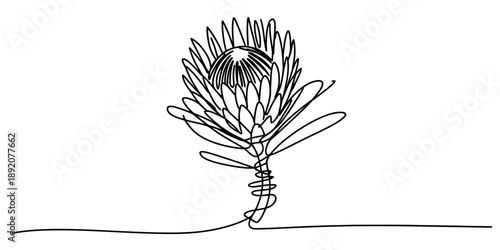 Tableau sur toile Minimalist continuous line art drawing capturing the elegant form of a protea fl