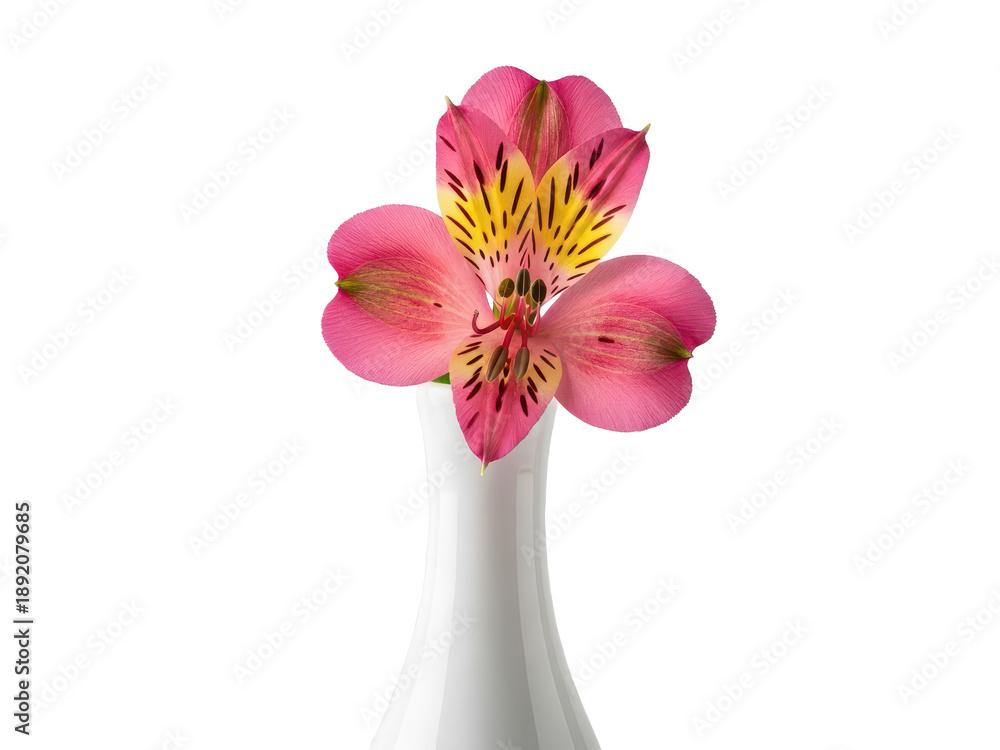 Obraz premium A white vase with pink flowers isolated on transparent background