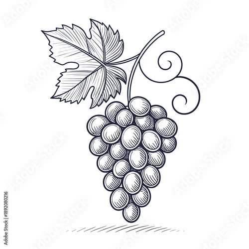Grapes with vine and leaf in hand-drawn sketch style  