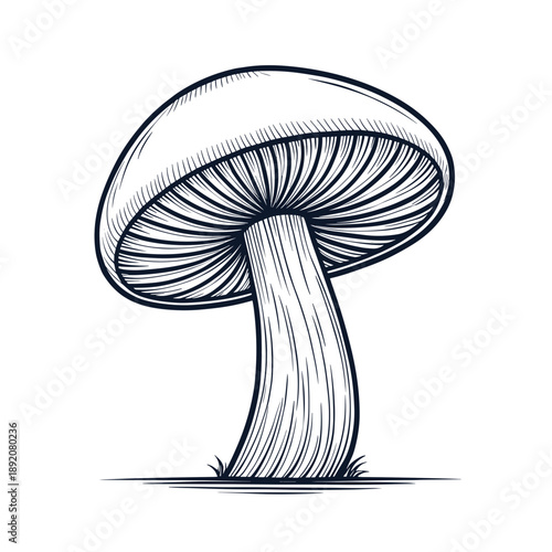Outline drawing of a mushroom with detailed textures and shapes  