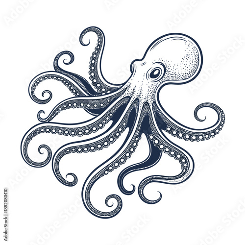 Vintage illustration of an octopus in detailed line art style  