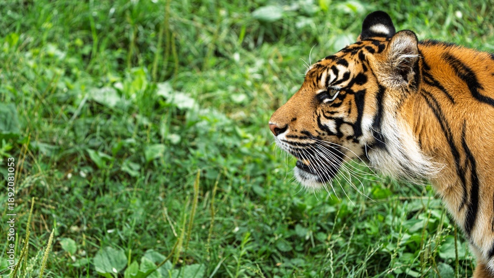 Obraz premium A stunning portrait of a Sumatran tiger in its natural habitat. This image symbolizes strength and resilience, ideal for conservation efforts and raising wildlife awareness.
