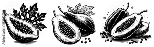 Hand drawn papaya fruit with seeds and leaves sketch Vector engraving style illustration of tropical food