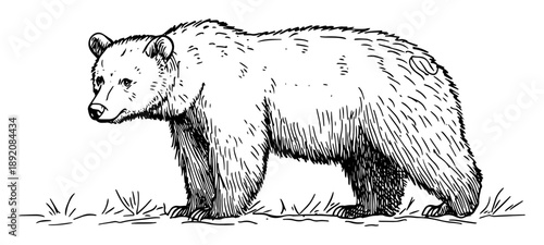 grizzly bear walking wildlife sketch