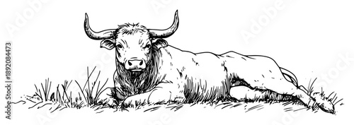 buffalo lying on grass detailed sketch