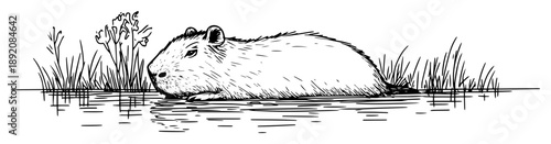 capybara swimming in water nature sketch