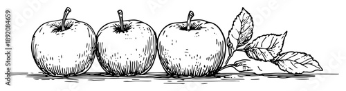 three apples with leaves vintage style