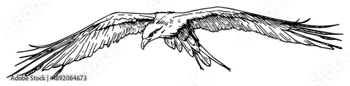 eagle flying with wings spread detailed sketch