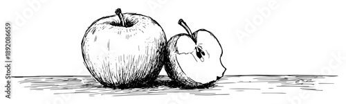 whole and half apple fruit detailed hand drawing