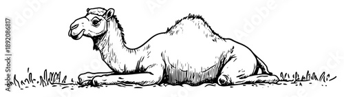 camel lying on desert ground sketch style