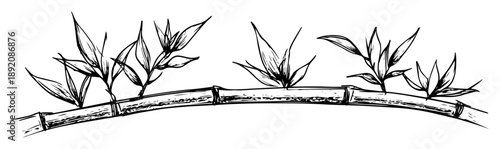 bamboo stalk with leaves hand drawn sketch