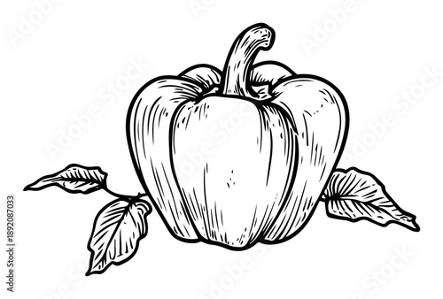 bell pepper vegetable whole with leaves sketch