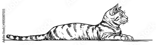 cat lying on ground resting hand drawn style