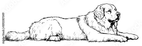 large fluffy dog lying down relaxed sketch
